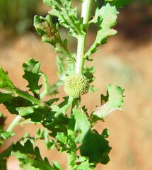 Centipeda minima macrocephala