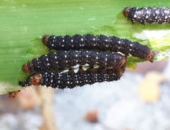 Xanthopastis moctezuma