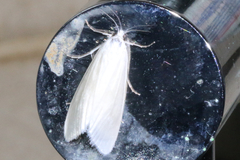 Tipanaea patulella