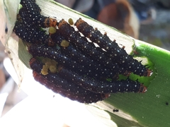 Xanthopastis moctezuma
