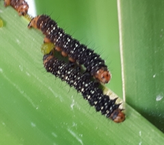 Xanthopastis moctezuma
