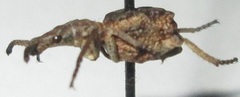 Episus