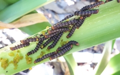 Xanthopastis moctezuma