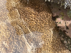 Palythoa tuberculosa