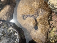 Palythoa tuberculosa