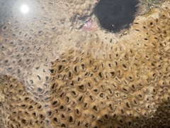 Palythoa tuberculosa