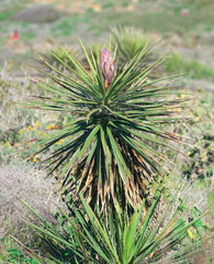 Yucca schidigera