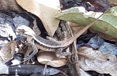 Sceloporus chrysostictus