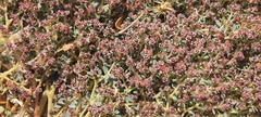 Euphorbia polycarpa