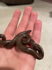 Contia tenuis