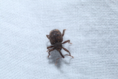 Conotrachelus posticatus