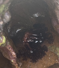 Holothuria cinerascens
