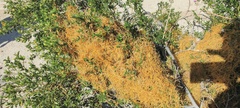 Cuscuta denticulata