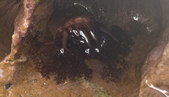 Holothuria cinerascens