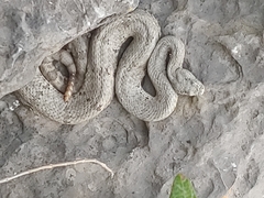 Crotalus lepidus