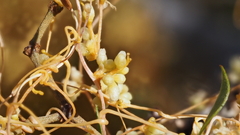 Cuscuta denticulata