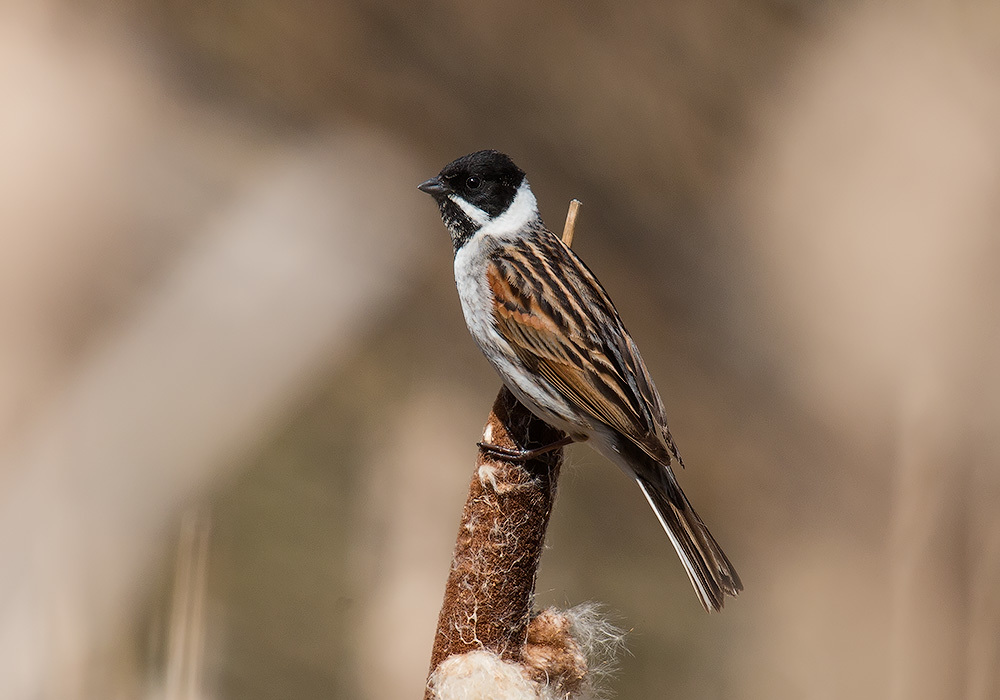 iNaturalist.org. А. Яковлев, Чебоксарский р-н Чувашия, май 2018