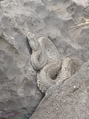 Crotalus lepidus