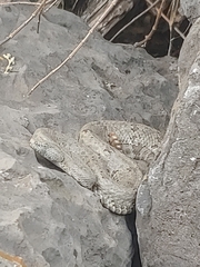 Crotalus lepidus