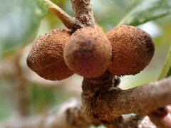 Disholcaspis quercusvirens