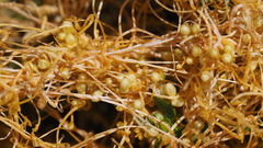 Cuscuta denticulata