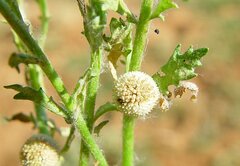 Centipeda minima macrocephala