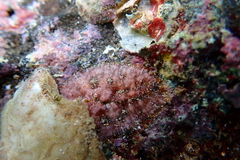 Dolabrifera dolabrifera