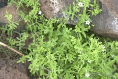 Pholistoma membranaceum