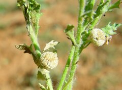 Centipeda minima macrocephala