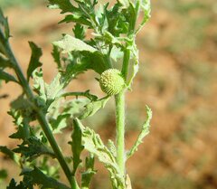 Centipeda minima macrocephala