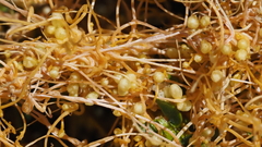 Cuscuta denticulata
