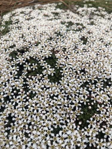 Littleleaf pixiemoss (Pyxidanthera brevifolia)