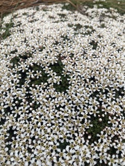 Pyxidanthera brevifolia