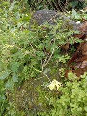Corydalis balansae