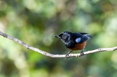 Diglossa gloriosissima