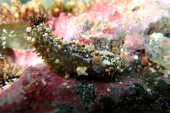 Holothuria cinerascens