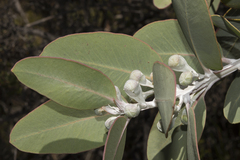 Eucalyptus pleurocarpa
