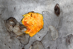 Eucalyptus pachycalyx