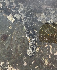 Holothuria atra
