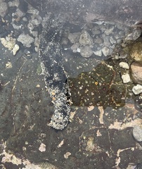 Holothuria atra