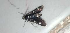 Bocchoris inspersalis
