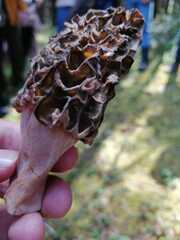 Morchella tridentina