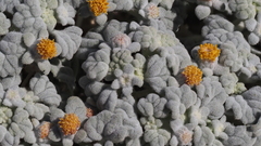 Psathyrotes ramosissima