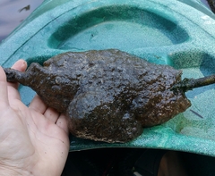 Pectinatella magnifica