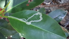 Metopium brownei