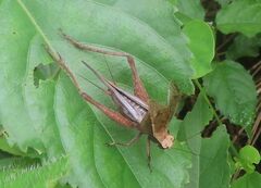 Eneoptera surinamensis