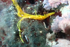 Dolabrifera dolabrifera