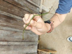 Nesiophasma