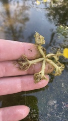 Utricularia radiata