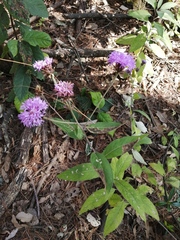 Vernonia alamanii
